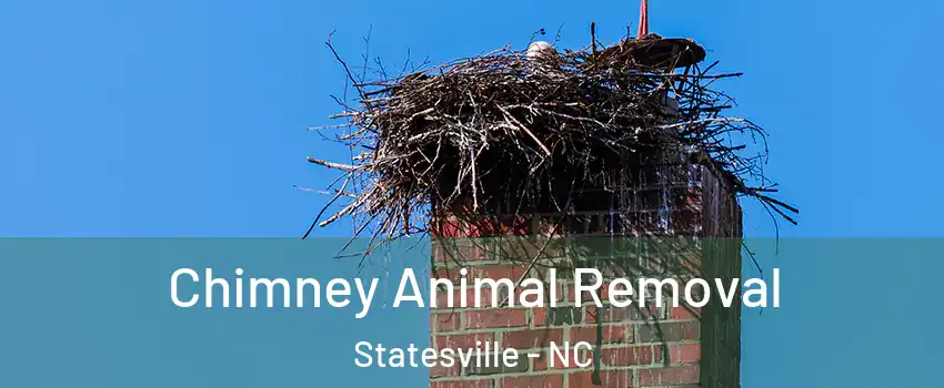  Chimney Animal Removal Statesville - NC