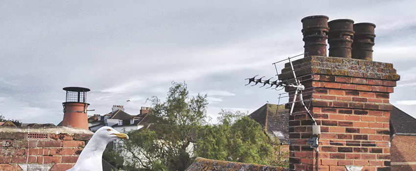 Chimney Cleaning And Restoration in Statesville, North Carolina